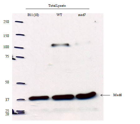 western blot using anti-Med 6 antibodies